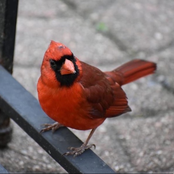 Meet your Posher, Amanda - Picture 13 of 17